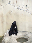 Digital Art--Photography-AnimalsBlack Bear