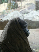 Digital Art--Photography-AnimalsLowland Gorilla