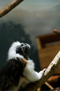 Digital Art-Cotton-headed Tamarin