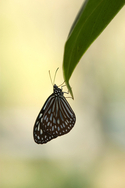 Nori Ohara - Digital Art Digital, Photo, Landscape, photography, Japan, Digital Camera, Digital Photography, Nature, Nori Ohara, Zoo,animal,
Butterfly - Digital Art