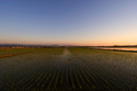 Photography--Color-LandscapeRice Paddy