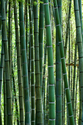 Photography--Color-NatureBamboo #1