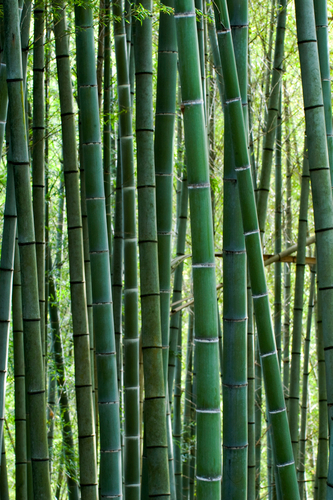 Photography-Nature-Bamboo #1