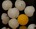 eggshell%20project%201%2C%20ongoing%2C%202010-2011 (thumbnail)