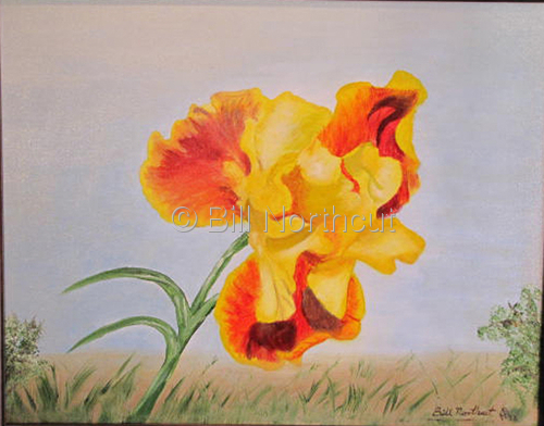 Billie-Iris (large view)