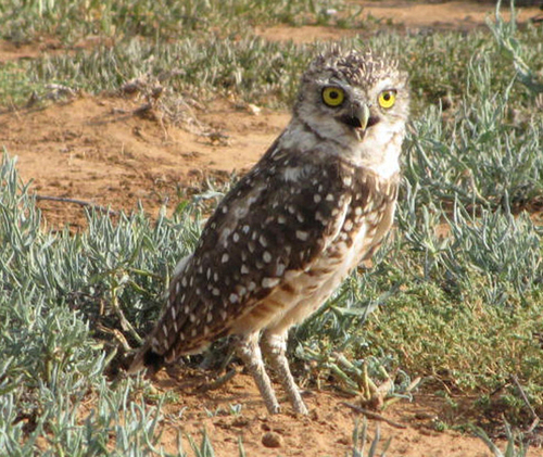 Burrowing%20Owl (large view)