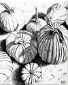 Drawing-pumpkins and gourds