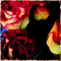 Photography--Color-Floralroses