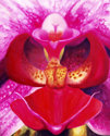 Painting--Watercolor-BotanicalOrchid