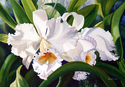 White%20Shadows%20%28print%29 (thumbnail)