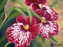Waterfall Miltonia Orchid Waterfall%20Miltonia%20Orchid (thumbnail)