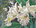 White Cattleya: Sun & Shadows White%20Cattleya%3A%20Sun%20%26%20Shadows (thumbnail)