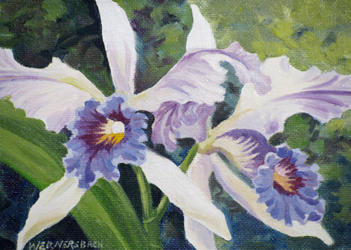 Blue%20Cattleya%20Orchid (large view)
