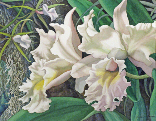 White%20Cattleya%3A%20Sun%20%26%20Shadows (large view)