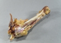 Olivia Rodriguez - Wildlife Sculpture fungi,plant,wood,nature,musky,bone,ants,, - Wildlife Sculpture