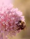 Clumsy%20Bumblebee (thumbnail)