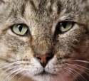 Eyes%20of%20a%20hunter (thumbnail)