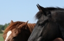 Kentucky (thumbnail)