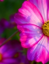 Donald LaBelle - Nature Photography Flower, NM, New Mexico - Nature Photography