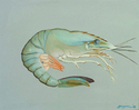 Shrimp (thumbnail)