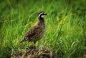 Bobwhite (thumbnail)