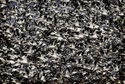 Gaggle%20of%20Geese (thumbnail)