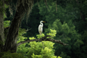 My%20Realm (thumbnail)