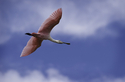Roseate%20Spoonbill (thumbnail)