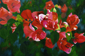 Blooms%20A%27plenty (thumbnail)