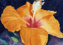 Hibiscus%20Gleam (thumbnail)