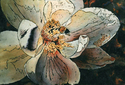 Bee%20a%20Magnolia (thumbnail)