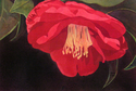 Cameron%27s%20Camellia (thumbnail)