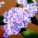 Luscious%20Laurel (thumbnail)