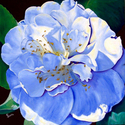 Camellia%20with%20the%20Blues (thumbnail)
