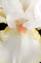 Owen Small - Halloween Halo Iris I w