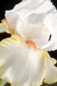Photography--Color-FloralHalloween Halo Iris III-W