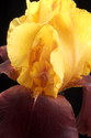 Photography--Color-FloralSupreme Sultan Iris 006-W