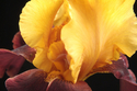 Photography-Supreme Sultan 007-W