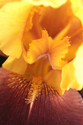 Photography--Color-FloralSupreme Sultan 0019-W
