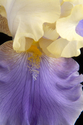 Photography--Color-FloralEdith Wolford Iris 47