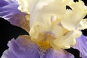 Photography--Color-FloralEdith Wolford Iris 54
