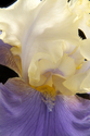 Photography--Color-FloralEdith Wolford Iris 62