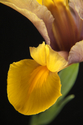 Photography--Color-FloralSiberian Iris 0036-W