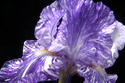 Photography--Color-FloralRoyal Blue Batik Iris0068-W