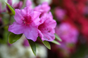 Photography--Color-FloralAzalea III