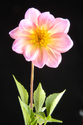 Photography--Color-FloralDalhia