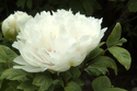 Photography--Color-FloralPeony I