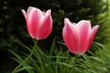 Photography--Color-FloralTulips II