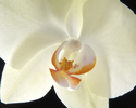 Orchid I