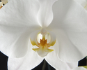 Photography--Color-FloralOrchid I